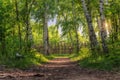 Footpath through a birch grove to the village. Picturesque rural landscape at sunset. Royalty Free Stock Photo