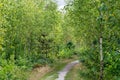 Footpath in birch  forest Royalty Free Stock Photo