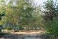 Footpath in birch summer forest Royalty Free Stock Photo