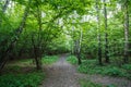 Footpath in the birch wood Royalty Free Stock Photo