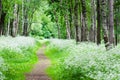 Footpath in a birchwood June day Royalty Free Stock Photo