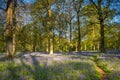 A Footpath in a Bluebell Wood