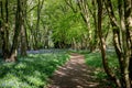 Footpath through bluebell woodland Royalty Free Stock Photo