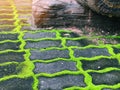 Footpath brick block with green moss grassroots, the beautiful pathway through the natural environmental with sunlight. Royalty Free Stock Photo