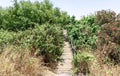 Footpath and bridge over the river leading through the bushes with flowers to the Ayit waterfall on the Golan Heights in Israel