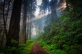 Morning hike in the redwood forest Royalty Free Stock Photo