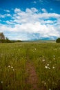 Footpath in camomile field Royalty Free Stock Photo