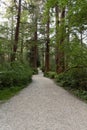 Footpath in Canadian forest