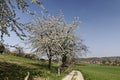 Footpath with cherry trees in Hagen, Lower Saxony, Germany