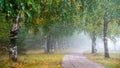 Footpath in a city, birch alley and tunnel in the beginning of autumn. Little mist covers the view, looks mystical