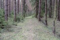 Footpath in coniferous spring forest