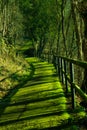 Footpath covered with bright green moss and a wooden fence casting shadows on a sunny day