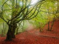 Footpath in autumn beech forest in fog Royalty Free Stock Photo