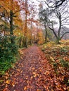 Footpath in Crom forest park