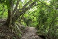 Footpath deep in the forest