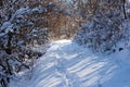 Footpath in deep snow through snow covered forest Royalty Free Stock Photo