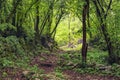 Footpath deep in the wet rainforest