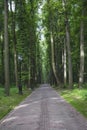 Footpath in the dense forest