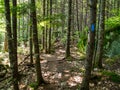 Footpath Through Dense Woods, Dappled Sunlight Royalty Free Stock Photo