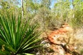 Footpath in the Desembarco del Granma National Park on Cuba Royalty Free Stock Photo