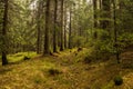 Footpath through Enchanted Forest in Autumn, Morning Fog illuminated by Sunlight Royalty Free Stock Photo