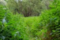 Footpath through a field of stinging nettle,also called Urtica dioica or Brennnessel