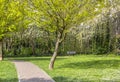 Footpath in a flowered park. Green and flowering trees. Bright lawn