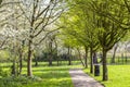 Footpath in a flowered park. Green and flowering trees. Bright gozon. Trash can in the park