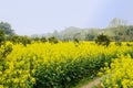 Footpath in flowering cole fields on sunny spring day