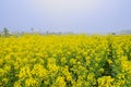 Footpath in flowering field on foggy sunny spring day Royalty Free Stock Photo