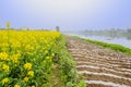 Footpath between flowering field and ribbings along riverba Royalty Free Stock Photo