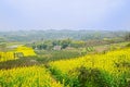 Footpath in flowering field on sunny spring Royalty Free Stock Photo