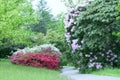 Footpath between flowering shrubs in spring garden Royalty Free Stock Photo