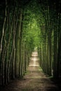 Footpath in Forest Royalty Free Stock Photo