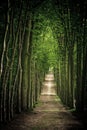 Footpath in Forest