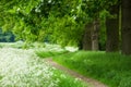 Footpath in Forest