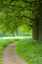 Footpath in Forest