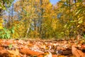 Footpath in a forest in autumn, ground view with leaves