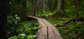 Footpath in beautuful forest with big trees