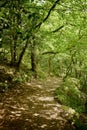 Footpath through a forest, Devon UK Royalty Free Stock Photo