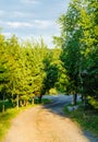 Footpath in the forest