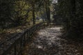 Footpath in the forest in gold autumn