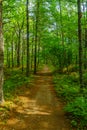 Footpath in a forest, in Kejimkujik National Park Royalty Free Stock Photo