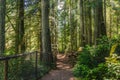 Footpath through a Forest