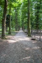 Footpath in the forest