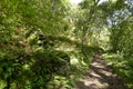 Footpath at Watersmeet, Lynmouth, Exmoor, North Devon Royalty Free Stock Photo