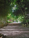 Footpath in a garden Royalty Free Stock Photo