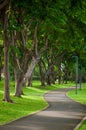 Footpath in the garden