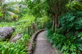 Footpath in garden in rainforest.