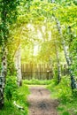 Footpath goes through birch grove. Wooden fence. Sunlight Royalty Free Stock Photo